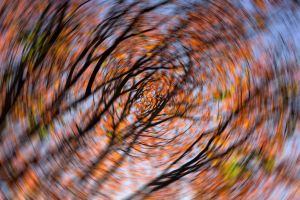 Trees from the point of view of someone who is dizzy.